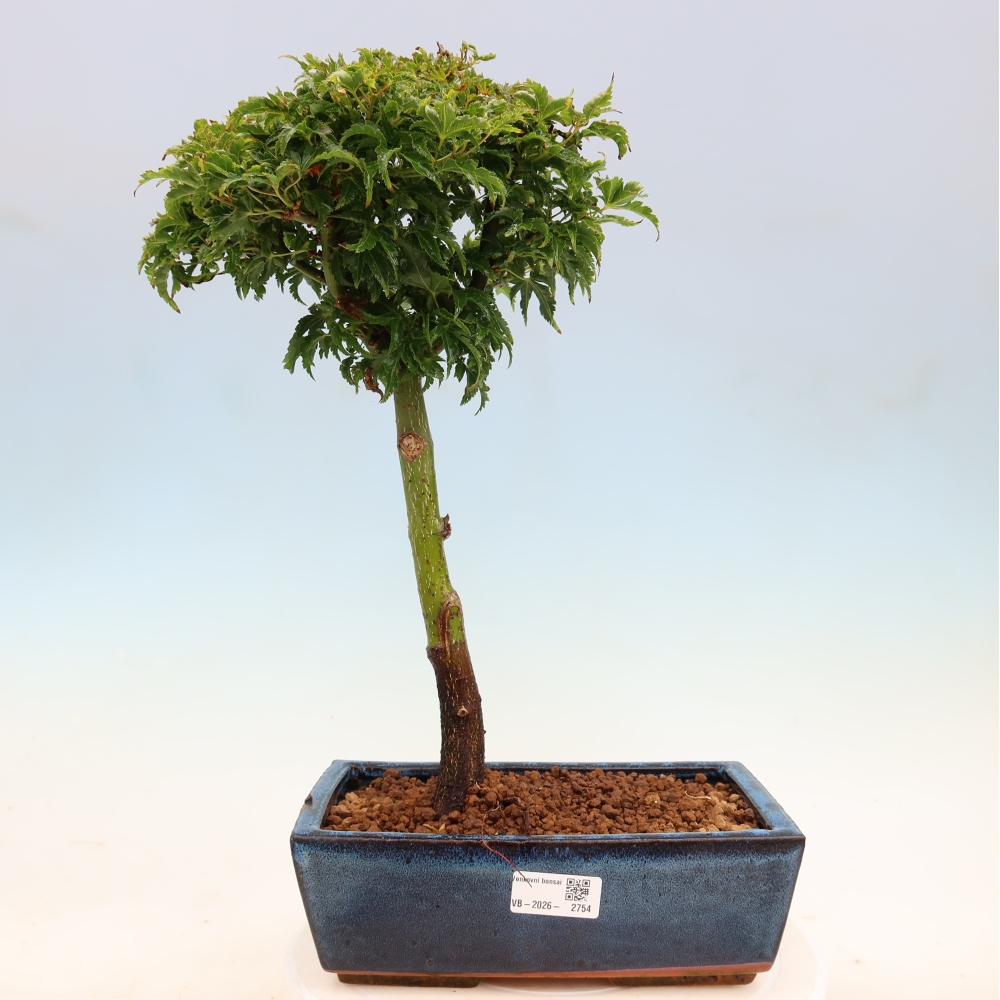 Outdoor bonsai - palma jaworowa Acer palmatum Shishigashira