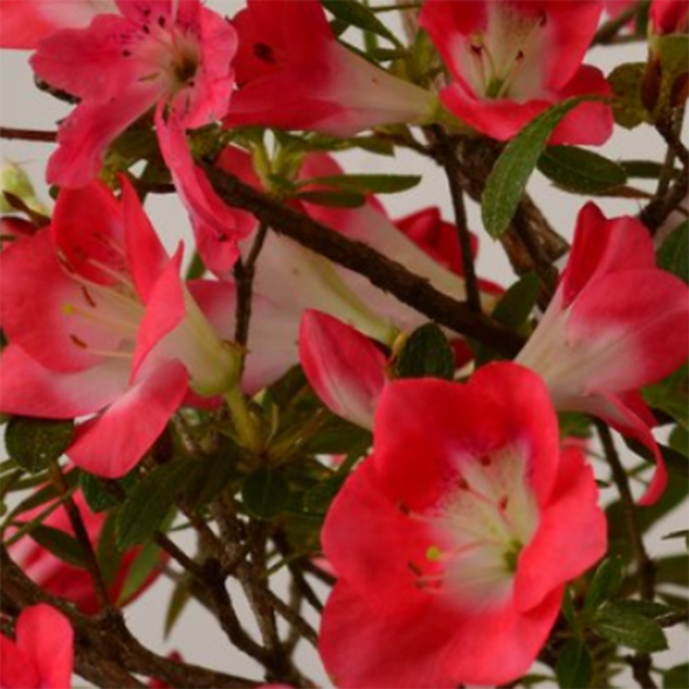 Bonsai zewnętrzne - Azalia japońska - Azalia Beniko