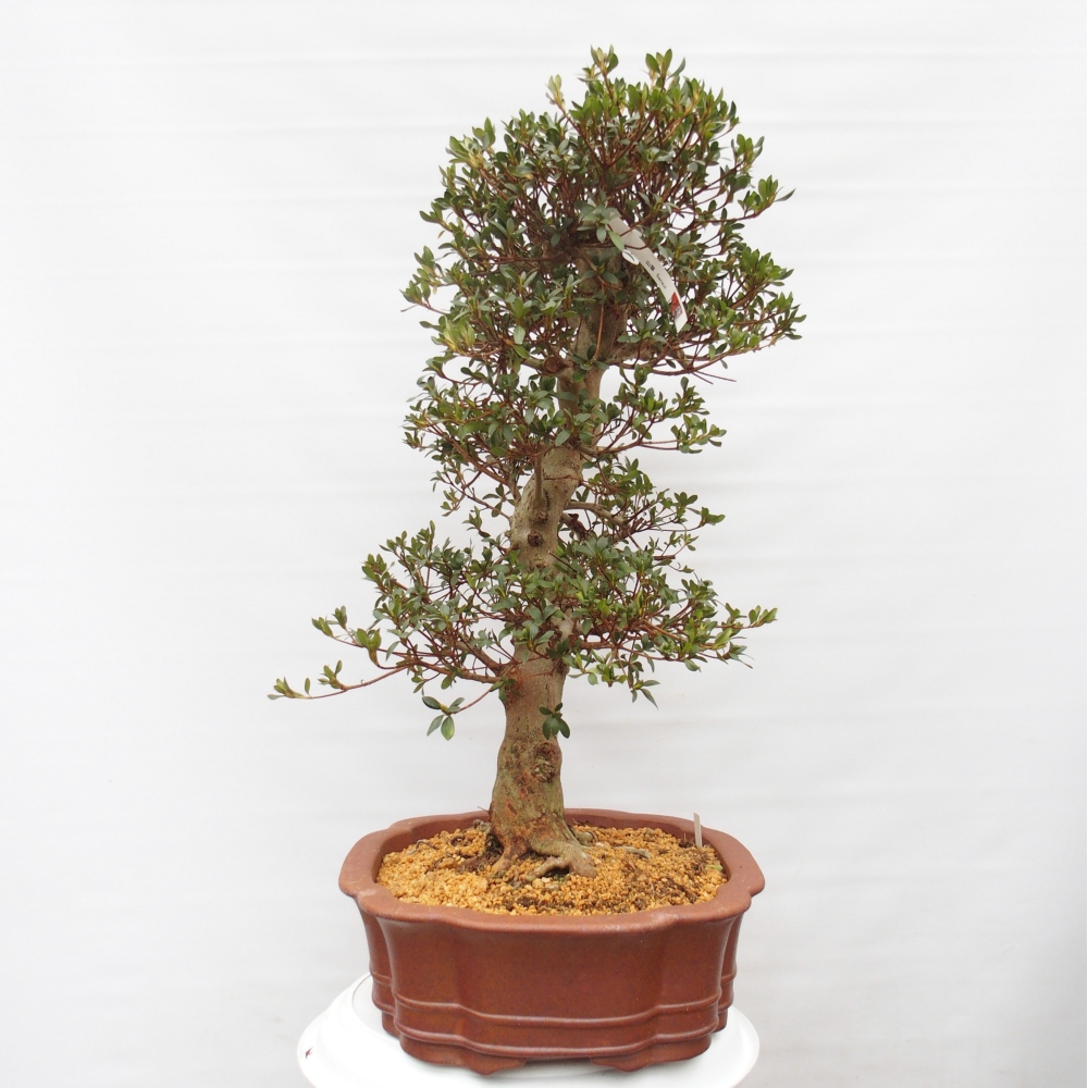 Outdoor bonsai - Azalia japońska - Azalia Sansai