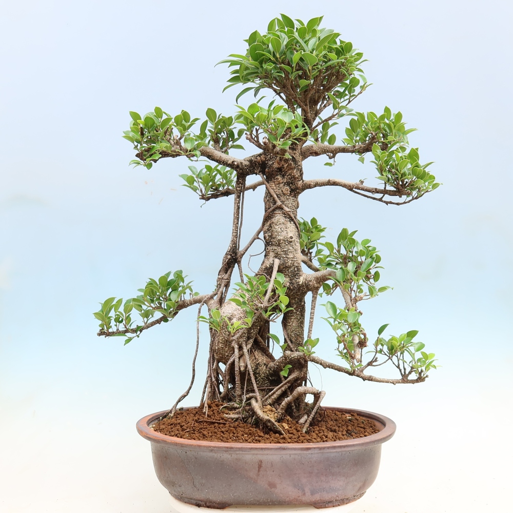 Pokój bonsai - Ficus kimmen - figowiec drobnolistny