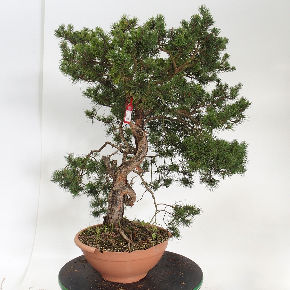 Yamadori - Pinus sylvestris Hiszpania