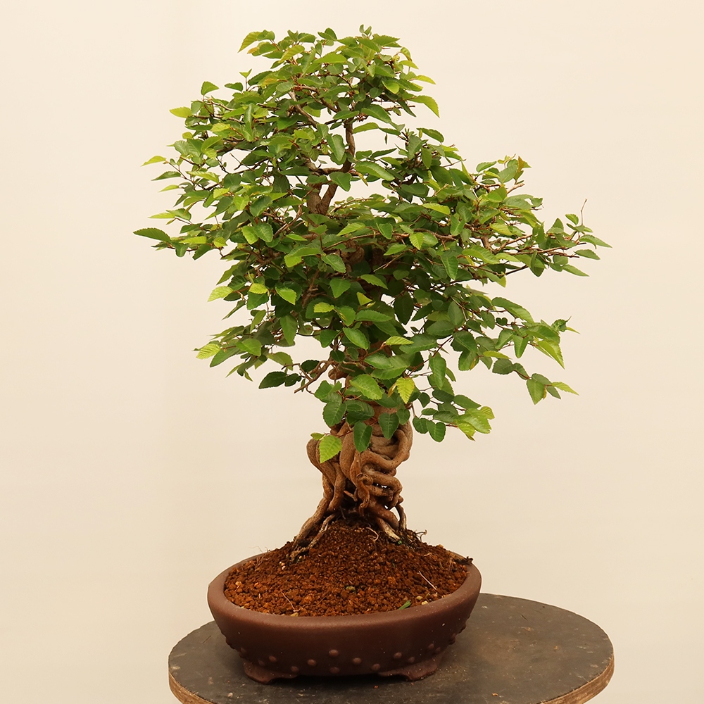 Bonsai plenerowe - Carpinus Coreana - grab koreański