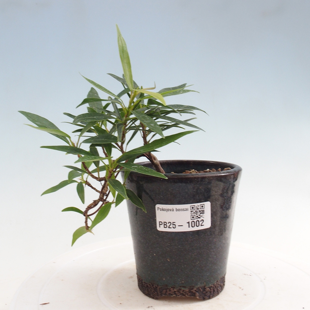 Bonsai wewnętrzne - Ficus nerifolia - figowiec drobnolistny