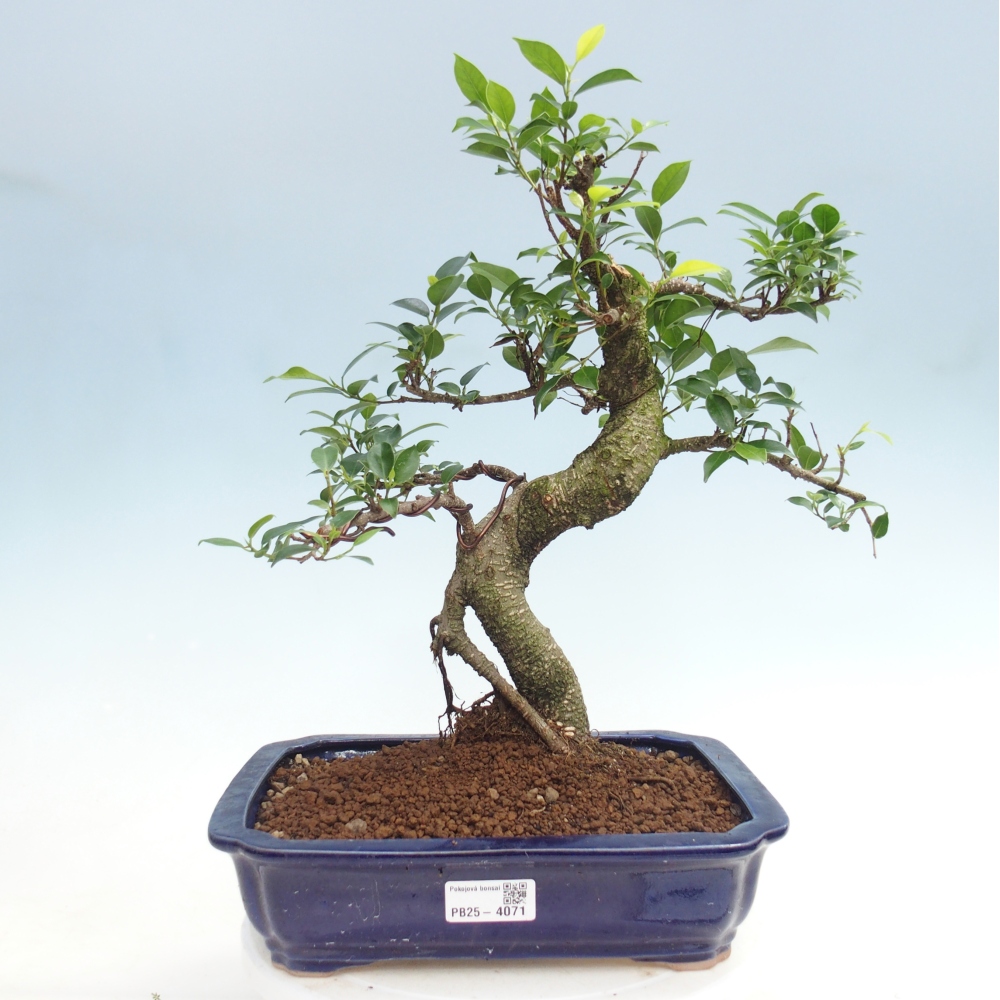 Pokój bonsai - Ficus kimmen - figowiec drobnolistny