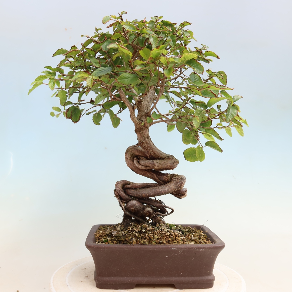 Outdoor bonsai - Carpinus CARPINOIDES - grab koreański