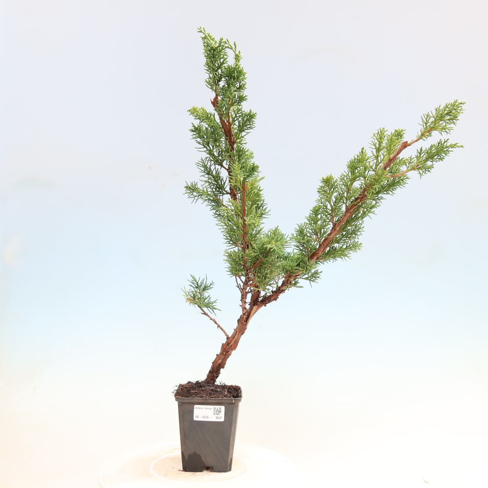 Outdoor bonsai - Juniperus chinensis Kishu