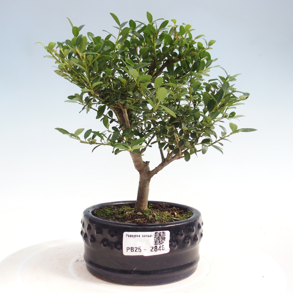 Kryty bonsai - Ilex crenata - Holly