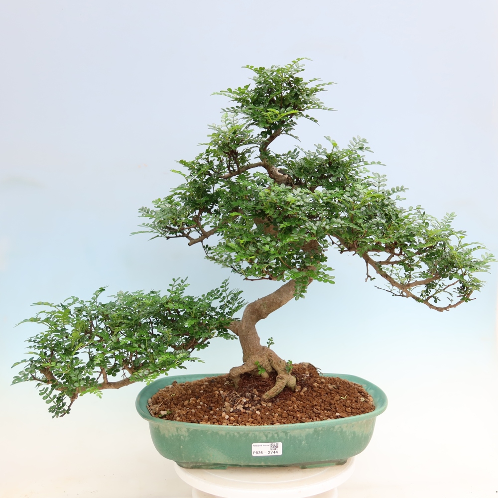 Pokój bonsai - Zantoxylum piperitum - drzewo pieprzowe