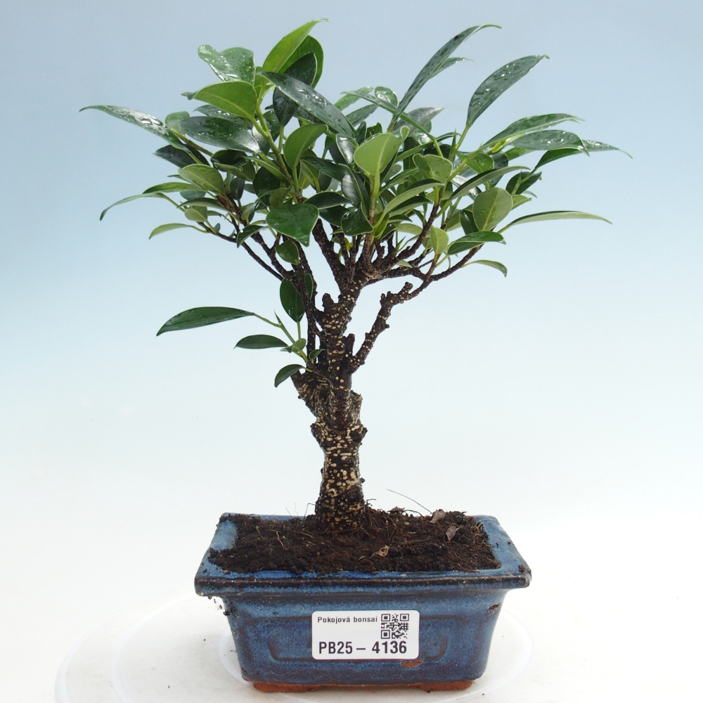Pokój bonsai Ficus retusa kimmen