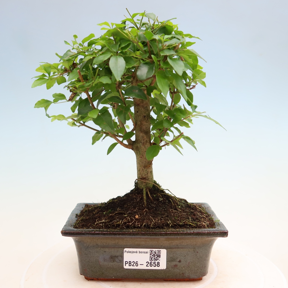 Pokój bonsai - Ligustrum chinensis - Dziób ptaka