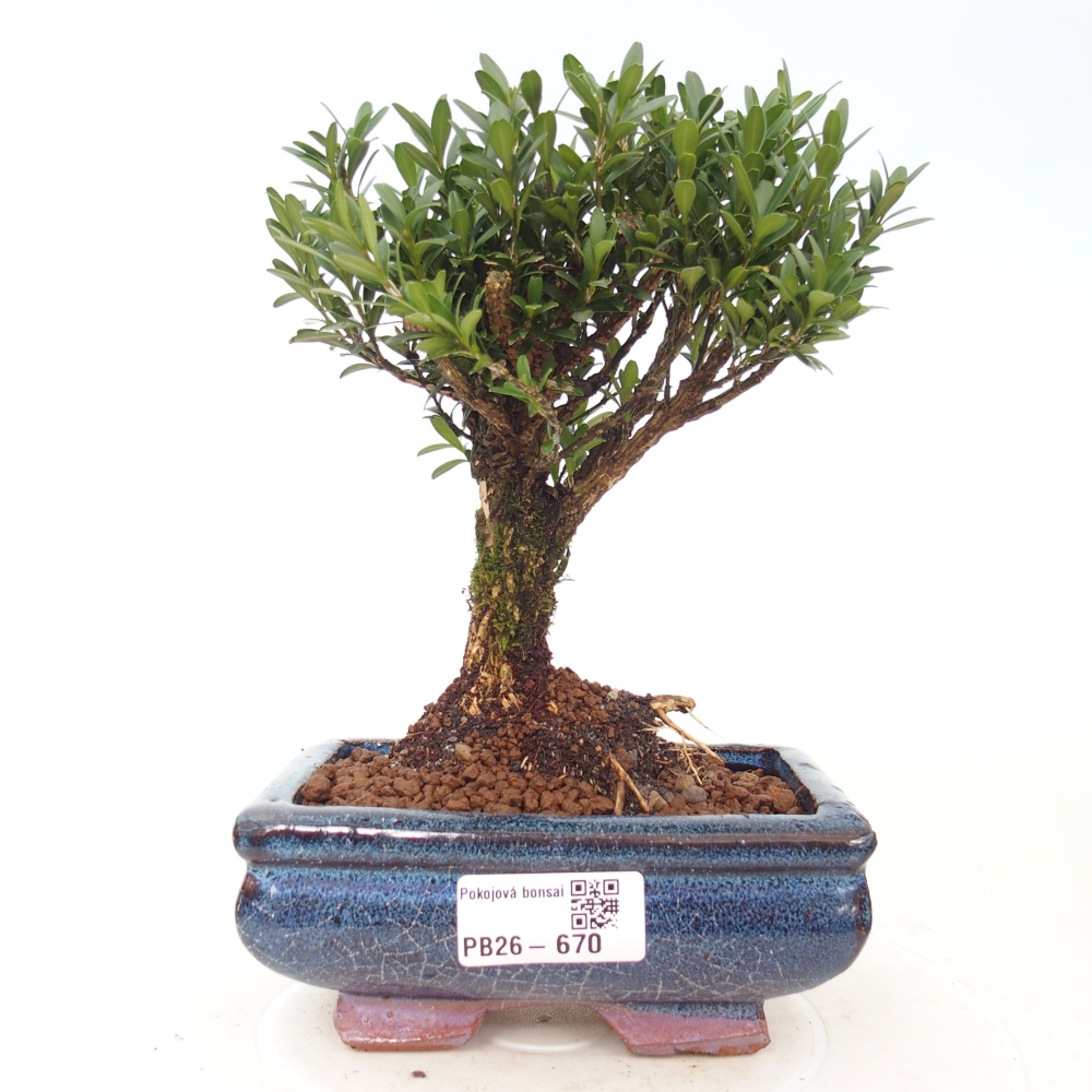 Pokój bonsai - Buxus harlandii - buxus korkowy