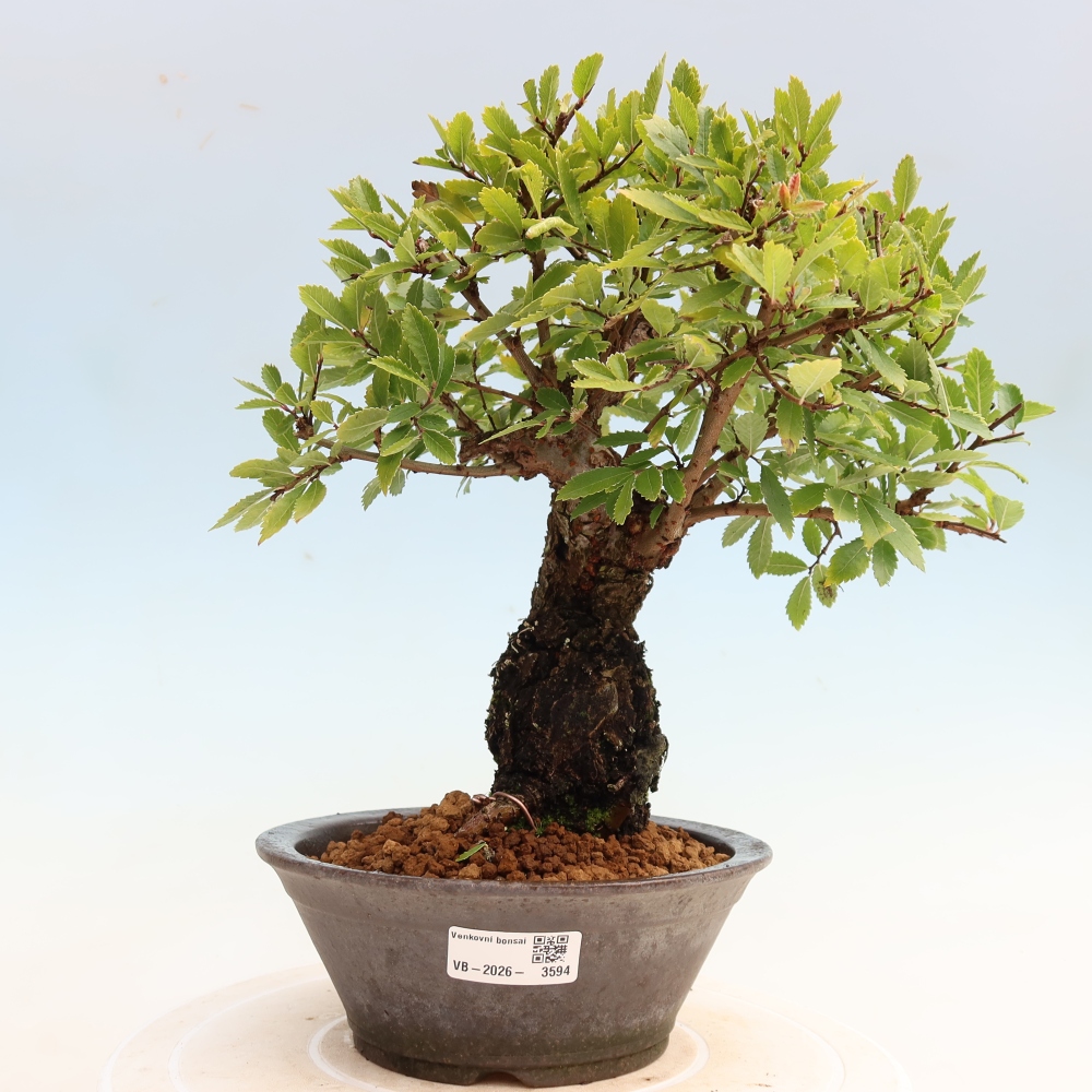Bonsai zewnętrzne - Zelkova - Zelkova NIRE