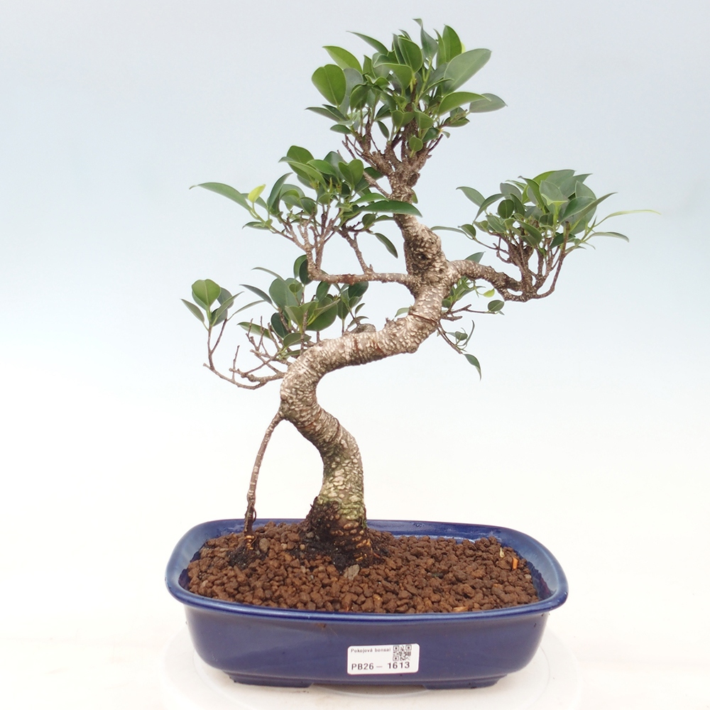 Pokój bonsai - Ficus kimmen - figowiec drobnolistny