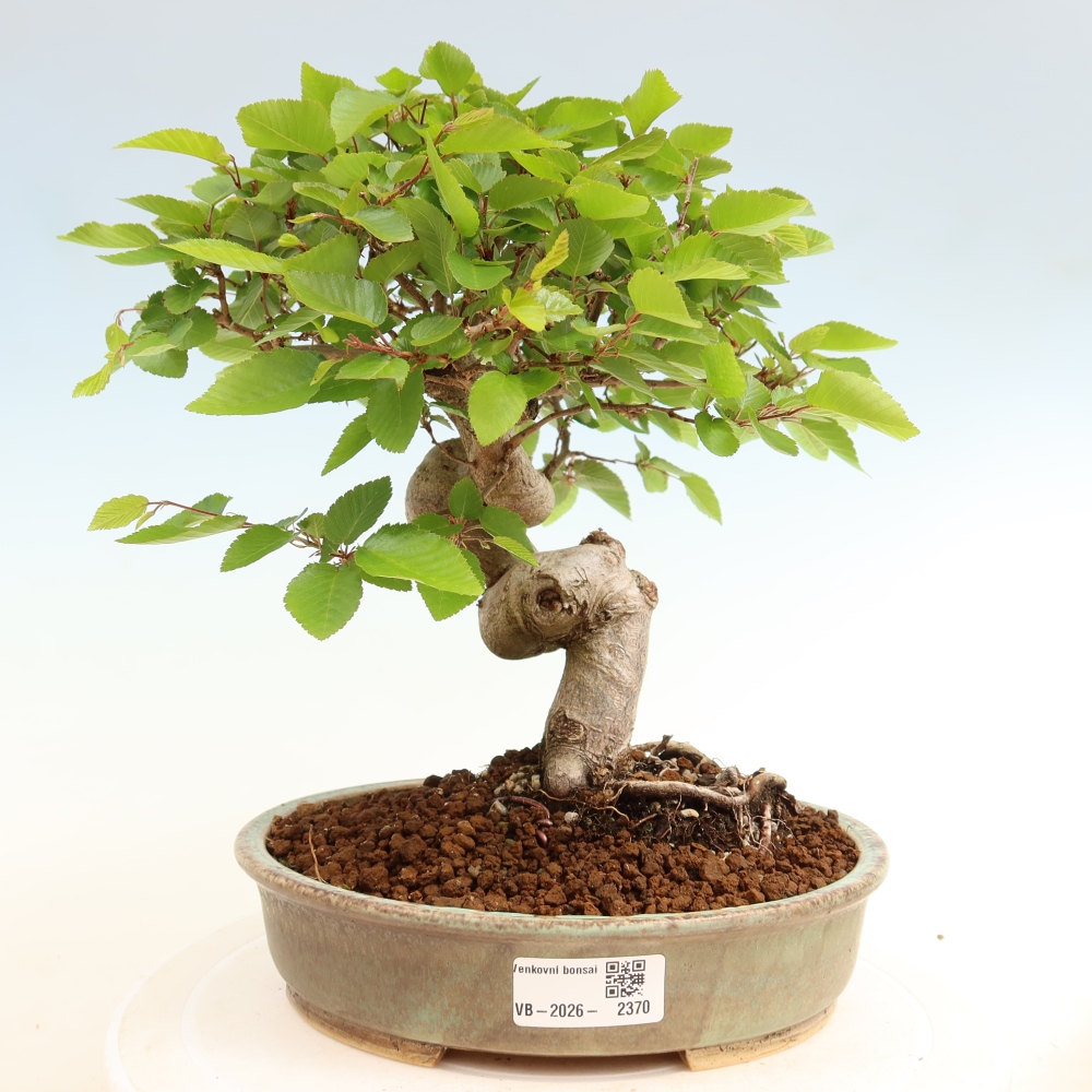 Outdoor bonsai - Carpinus coreana - grab koreański