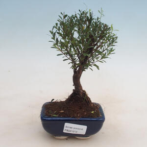 Pokojová bonsai - Syzygium - Pimentovník