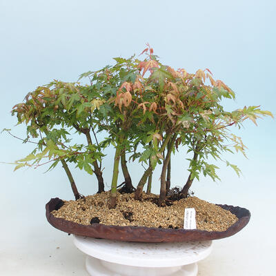 Acer palmatum - klon - gaj - 1