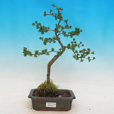 Outdoor bonsai -Lix decidua - Modrzew liściasty