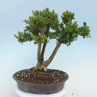 Bonsai ogrodowe - Buxus microphylla - bukszpan - 1