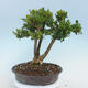 Bonsai ogrodowe - Buxus microphylla - bukszpan - 1/5