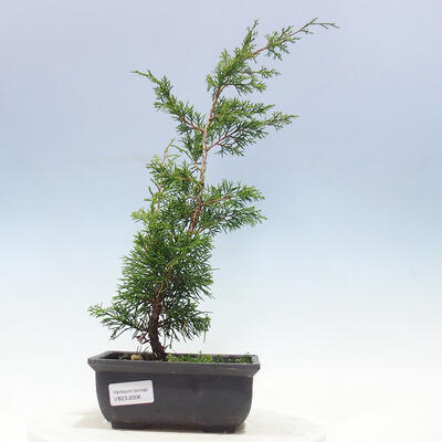 Outdoor bonsai - Juniperus chinensis Itoigawa-jałowiec chiński - 1