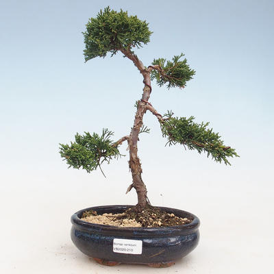 Outdoor bonsai - Juniperus chinensis - chiński jałowiec VB-2020-210