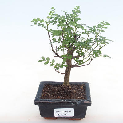 Kryty bonsai - Zantoxylum piperitum - drzewo pieprzowe PB220100 - 1
