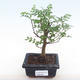 Kryty bonsai - Zantoxylum piperitum - drzewo pieprzowe PB220100 - 1/5