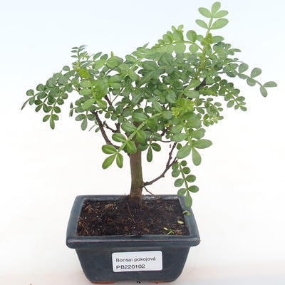 Kryty bonsai - Zantoxylum piperitum - drzewo pieprzowe PB220102 - 1