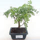 Kryty bonsai - Zantoxylum piperitum - drzewo pieprzowe PB220102 - 1/5