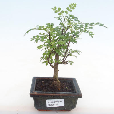 Kryty bonsai - Zantoxylum piperitum - drzewo pieprzowe PB220103 - 1