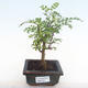 Kryty bonsai - Zantoxylum piperitum - drzewo pieprzowe PB220103 - 1/5