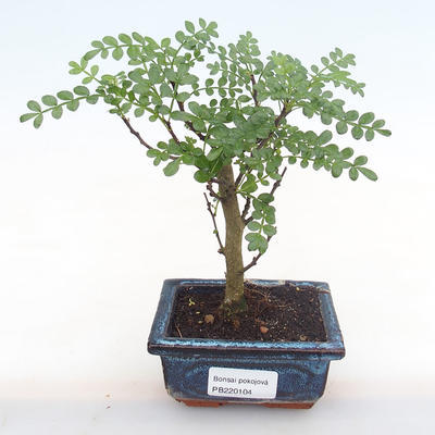 Kryty bonsai - Zantoxylum piperitum - drzewo pieprzowe PB220104 - 1