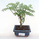 Kryty bonsai - Zantoxylum piperitum - drzewo pieprzowe PB220104 - 1/5
