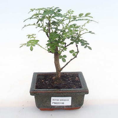 Kryty bonsai - Zantoxylum piperitum - drzewo pieprzowe PB220106 - 1