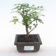 Kryty bonsai - Zantoxylum piperitum - drzewo pieprzowe PB220106 - 1/5