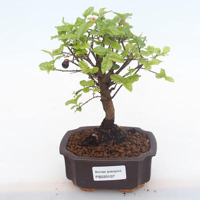 Kryty bonsai - Sagerécie thea - Sagerécie thea PB220107 - 1