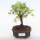 Kryty bonsai - Sagerécie thea - Sagerécie thea PB220107 - 1/4