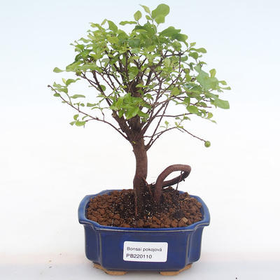 Kryty bonsai - Sagerécie thea - Sagerécie thea PB220110 - 1