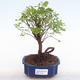 Kryty bonsai - Sagerécie thea - Sagerécie thea PB220110 - 1/4