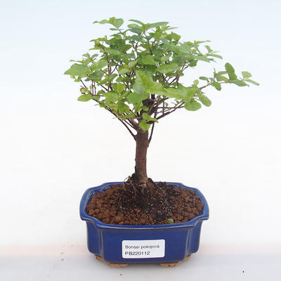 Kryty bonsai - Sagerécie thea - Sagerécie thea PB220112 - 1