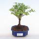 Kryty bonsai - Sagerécie thea - Sagerécie thea PB220112 - 1/4