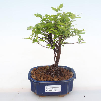 Kryty bonsai - Sagerécie thea - Sagerécie thea PB220113 - 1