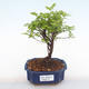 Kryty bonsai - Sagerécie thea - Sagerécie thea PB220113 - 1/4