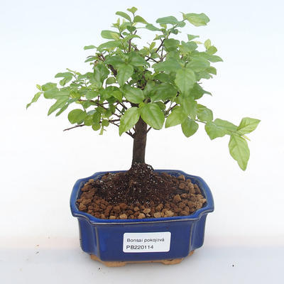 Kryty bonsai - Sagerécie thea - Sagerécie thea PB220114 - 1