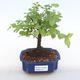 Kryty bonsai - Sagerécie thea - Sagerécie thea PB220114 - 1/4