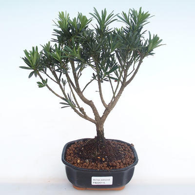Kryty bonsai - Podocarpus - Cis kamienny PB220115 - 1