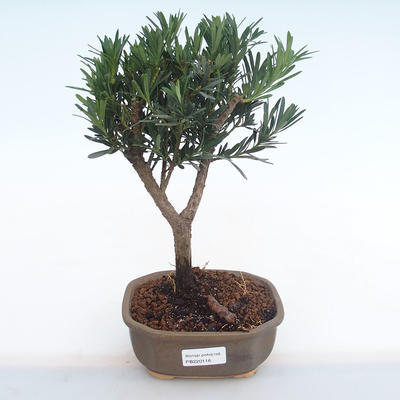 Kryty bonsai - Podocarpus - Cis kamienny PB220116 - 1