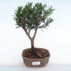 Kryty bonsai - Podocarpus - Cis kamienny PB220116 - 1/4