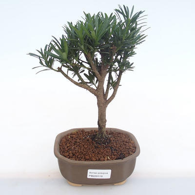 Kryty bonsai - Podocarpus - Cis kamienny PB220119 - 1