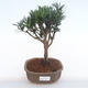 Kryty bonsai - Podocarpus - Cis kamienny PB220119 - 1/4